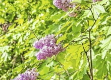 LILAKI CZĘSTO wypuszczają liczne odrosty i dlatego krzewy nadmiernie się rozrastają. LILAKI CZĘSTO wypuszczają liczne odrosty i dlatego krzewy nadmiernie się rozrastają.