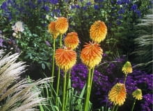 Kniphofia rooperi in autumn border SLOWA KLUCZOWE: Beet Blumen Fackellilie Farben Herbst Herbstzeit Kniphofia Oktober Perennial Pflanze Portrait Staude bl´hend gelb herbstlich orange rooperi