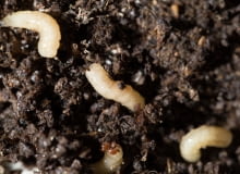 Szkodniki w ziemi Szkodniki w ziemi