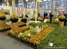 Targi Gardenia 2012. Najpiękniejsze krzewy, drzewka i kwiaty, nowości na sezon 2012 Targi Gardenia 2012
