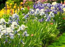 Kosaćce bródkowe rozrastają się w szerokie kępy. Warto sadzić obok siebie odmiany wcześniejsze i późniejsze. Wówczas irysowa rabata kwitnie długo.