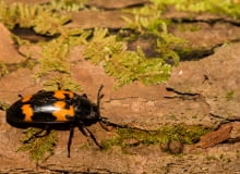 Grabarz żółtoczarny (Nicrophorus vespilloides)