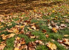 Ziemia liściowa Ziemia liściowa