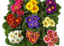 Pierwiosnek bezłodygowy Pierwiosnek bezłodygowy