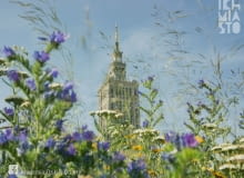 Akademia Dzikiej Ochoty