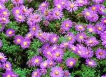 21.09.2000 WARSZAWA - OGROD BOTANICZNY - JESIEN ASTER NOWOBELGIJSKI