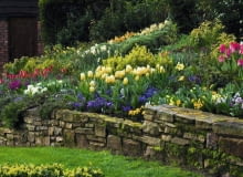 Na wiosennych rabatach królują głównie rośliny cebulowe: tulipany, bratki, narcyzy... Stone wall with border in the cottage garden planted with yellow Tulipa 'Sweetheart', Narcissus and blue Viola.
