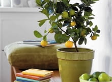 Orangenb umchen SLOWA KLUCZOWE: Apfelsine Apfelsinenbaum Baum Buch Citrus Limette Orange Orangenbaum Pflanze Schale Sch´ssel Topfpflanze Zimmerpflanze Zitrus Zitrusfrucht Hochformat