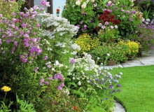 Kwiatowe rabaty umieśćmy blisko okien. Urodę kompozycji można poprawić, dodając rośliny sezonowe w donicach Bed of dahlias ?Franz Kafka?, ?Arabian Night? & ?Mary Baker?; godetia, oxalis & Chrysanthemum carinatum. Seen past bed of lavatera, achillea, geum & echium - Hilltop Cottage Garden Story SLOWA KLUCZOWE: Beet Beete Beh lter Bepflanzung Blumen Chrysantheme Chrysanthemum Cottage Dahlien Display Einfassung Farben Garten Gras Patio Pompondahlien Rasen Sommer Terrasse T^pfe Wege anpflanzen bepflanzen bl´hend bunt einpflanzen gelb gepflastert geschwungen krumm pflastern pink rosa rot