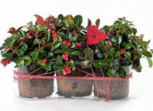 Golteria to krzewinka, która w grudniu wygląda wyjątkowo pięknie. Można ją trzymać na balkonie lub w domu Golteria to krzewinka, która w grudniu wygląda wyjątkowo pięknie. Można ją trzymać na balkonie lub w domu