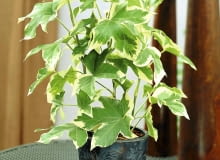 Fatsjobluszcz Efeuaralie (Fatshedera lizei Variegata) - mit panaschierten Bl ttern SLOWA KLUCZOWE: Efeu Gr´npflanzen Hedera Topfpflanzen Visions Pflanze Pflanzen eingetopft gr´n Hochformat