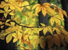 KASZTANOWIEC GŁADKI KASZTANOWIEC GŁADKI