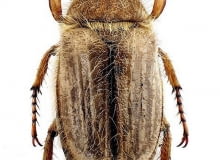 Chrząszcz Guniaka czerwczyka Chrząszcz Guniaka czerwczyka