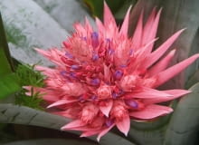Bromelia Bromelia
