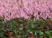 Wrzos pospolity (Calluna vulgaris) 'Annemarie'