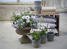 Osteospermum Asteraceae i osteospermum hybrid Osteospermum Asteraceae i osteospermum hybrid