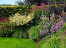 rabata Rundes Hochbeet mit Klinkersteinen als Beeteinfassung mit ´ppigen Sommerstauden vor Buchenhecke: rotbraune Fetthenne (sedum 'Abbey Dore'), roter Kn^terich (persicaria 'Border Beauty'), Lampenputzgras (pennisetum 'Hameln'), weisse Elfenraute (artemisia 'Weisse Dame'), purpurfarbener Wasserdost (eupatorium 'Riesenschirm'), weisse Bergminze (calaminta nepeta), weisser Kandelaberehrenpreis (veronicastrum virginicum 'Album') und violette Indianernessel (monarda). SLOWA KLUCZOWE: Artemisia 'Weisse Dame' Artemisia lactiflora Aster frikartii 'M^nch' Beifuss Bistorta amplexicaule 'Border Beauty Bistorta amplexicaulis 'Border Beauty Blumenbeete Blumengarten Buchenhecke Calaminta nepeta Ehrenpreis Elfenraute Eupatorium 'Riesenschirm' Eupatorium fistulosum 'Riesenschirm' Fagushecke Fetthenne Gartenreportage Gartenreportage 'In Goede Aarde' Gras Gr sergarten Hausgarten Hochbeet Hochsommer Holland In Goede Aarde Juli Kerzenkn^terich Kn^terich Lampenputzergras Niederlande Pennisetum 'Hameln' Persicaria 'Border Beauty' Pr riegarten Purpurdost Reportage' In Goede Aarde' Schlangenkn^terich Sedum 'Abbey Dore' Sommer Staudenbeet Staudengarten Steppengarten Trockengarten Veronicastrum virginicum 'Album' Wasserdost Weisser Chinabeifuss Ziergarten beeteinfassung beetumrandung l ndlich l ndlicher Garten FocusOnGarden J´rgen Becker Querformat