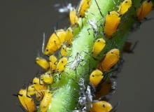 Gdy mszyce atakują rośliny domowe, lepiej zwalczać je za pomocą środków ekologicznych.