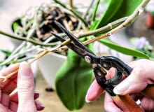 KORZENIE wyrastające poza doniczkę pod srebrzystą warstwą martwych komórek, które są rezerwuarem wody (welamen), mają żywą tkankę. Gdy welamen jest wilgotny - zielenieje. Korzenie te wycinamy dopiero, gdy zaschną 'na wiór'.