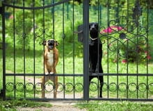 Groźny pies sąsiada. Psy mają pilnować domu, ale ich nieustanne głośne szczekanie przeszkadza sąsiadom. Właściciele powinni to sobie uświadomić