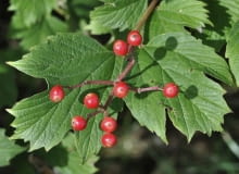 Viburnum opulus
