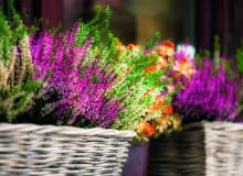 Jesienią, dopóki nie nadejdą silne mrozy, oraz zimą podczas odwilży wrzosy w skrzynkach trzeba podlewać.