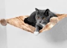 Miseczka dla kocich aniołków Botticellego lub drapak dla zawadiackiego kociego Robin Hooda? 17 lutego obchodzimy Międzynarodowy Dzień Kota. One zasługują na najlepsze. <BR /> AKCESORIA DLA ZWIERZĄT. Pluszowa, przytulna półka do leżenia. Prosty sposób montowania do ściany. 49 zl, zooplus.pl