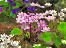 Mieszaniec przylaszczki japońskiej