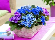 Fiołki afrykańskie kwitną w wielu kolorach, najbujniej na wschodnim oknie. Wodę wlewamy im na podstawkę. Fiołki afrykańskie kwitną w wielu kolorach, najbujniej na wschodnim oknie. Wodę wlewamy im na podstawkę.