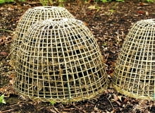 Wrażliwe byliny bezpiecznie przezimują pod czapą usypaną ze zdrowych suchych liści, najlepiej buka, dębu lub topoli, przykrytych ażurowym koszem. Wrażliwe byliny bezpiecznie przezimują pod czapą usypaną ze zdrowych suchych liści, najlepiej buka, dębu lub topoli, przykrytych ażurowym koszem.