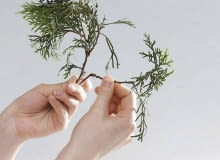 Rozmnażanie iglaków. 1. Obrywamy gałązki 15.06.2009 WARSZAWA SESJA SADZONKI ZYWOTNIKA KROK PO KROKU DLA CZASOPISMA KWIETNIK OGRODY FOT. ARKADIUSZ SCICHOCKI / AGENCJA GAZETA PUBLIKACJA OGRODY NR 8 (124) - 8 2009 SLOWA KLUCZOWE: ROSLINA OGRODNICTWO ZDJĘCIE DO WKŁADKI: PUBLIKACJA OGRODY NR 8 (124) - CZASOPISMA