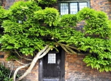 Glicynia (Wisteria) to silne pnącze o wijących się pędach. Osiąga 6-10 m wysokości, dając 1-3 m przyrostu rocznie. Wytwarza dużą masę liści, toteż wymaga mocnych podpór. Okaz na zdjęciu cięty przez wiele lat przybrał formę oryginalnego, przytulonego do muru drzewa. Glicynia (Wisteria) to silne pnącze o wijących się pędach. Osiąga 6-10 m wysokości, dając 1-3 m przyrostu rocznie. Wytwarza dużą masę liści, toteż wymaga mocnych podpór. Okaz na zdjęciu cięty przez wiele lat przybrał formę oryginalnego, przytulonego do muru drzewa.