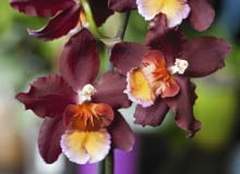 Odontoglossum haryanum - jedna z odmian.