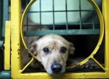 Schronisko dla zwierząt w Katowicach 08.01.2016 Katowice , psy ze schroniska przy ulicy Milowickiej SLOWA KLUCZOWE: /FR/ Schronisko dla zwierzat