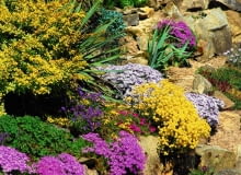 PODUCHY smagliczek, żagwinów i floksów szydlastych mają najróżniejsze kolory.