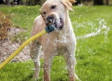 Pies w ogrodzie. Jak chronić ogród przed psem Pies w ogrodzie. Jak chronić ogród przed psem