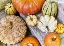 Dynie mają wyjątkową urodę, zwłaszcza gatunki ozdobne. Po ścięciu mogą stać wiele tygodni, więc wykorzystaj je do dekoracji domu. sezon na dynie