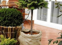 Duże donice nieco ocieplmy. To wystarczy, by odporne gatunki iglaków przetrwały zimę na tarasie. ZYWOTNIK WSCHODNI THUJA ORIENTALIS FORMA PIENNA DRZEWKO SZCZEPIONE NA PNIU OWIJANIE POJEMNIKA NA ZIME OCHRONA PRZED PRZEMARZANIEM WOREK JUTOWY PIELEGNACJA UPRAWA JESIEN FOT. PAWEL SLOMCZYNSKI / AGENCJA GAZETA PUBLIKACJA KWIETNIK NUMER SPECJALNY - BALKONY I TARASY - WIOSNA 2003 SLOWA KLUCZOWE: ROSLINY OGRODNICTWO ZDJĘCIE DO WKŁADKI: PUBLIKACJA KWIETNIK NUMER SPECJALNY - BALKONY I TARASY - CZASOPISMA