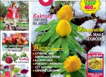 Magazyn Magnolia 2/2015