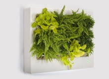 Wiszące ogrody w wersji mini zieleń, rośliny, technologia, ekologia, eko, design