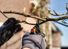 Przycinanie magnolii