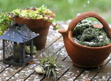 Rośliny zimozielone na balkonie i tarasie trzeba podlewać, by nie doznały suszy fizjologicznej Rośliny zimozielone na balkonie i tarasie trzeba podlewać, by nie doznały suszy fizjologicznej