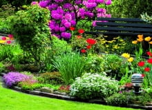 Różanecznik nawet gdy przekwitnie, zdobi ogród pięknymi skórzastymi liśćmi.