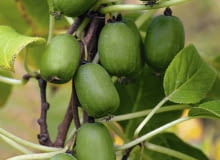 OWOCE AKTINIDII OSTROLISTNEJ 'VITIKIWI' dojrzewają w październiku i mają 2,5-3,5 cm długości. Te, które powstały bez zapłodnienia, nie mają nasion.