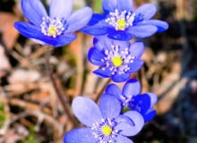 Przylaszczka pospolita Przylaszczka pospolita