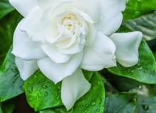 Gardenia jaśminowata 6White blooming Gardenia flower with shiny green leaves