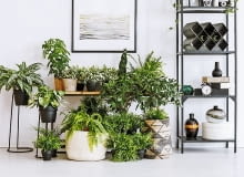 Ściana z zielonych roślin może być ciekawą aranżacją mieszkania