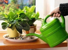 12.10.2006 WARSZAWA , DLA KWIETNIKA , WNETRZA , PIELEGNACJA ROSLIN , NAWILZANIE ROSLIN DONICZKOWYCH - PODSTAWKA Z KAMYKAMI I WODA FOT. LUKASZ ZANDECKI / AGENCJA GAZETA PUBLIKACJA MAGNOLIA NR 11 (7) - 11 2012 SLOWA KLUCZOWE: WNETRZE ROSLINA OGRODNICTWO PIELEGNACJA ZDJcCIE DO WKüADKI: PUBLIKACJA MAGNOLIA NR 11 (7) - CZASOPISMA