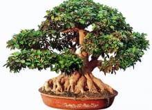 BONSAI FIKUS TEPY FICUS RETUSA STYL MAYOGI WIEK OK 80 LAT