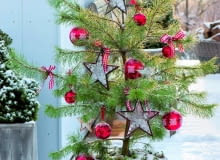 Sosna pospolita rzadko trafia na salony z uwagi na luźny pokrój i rzadkie igły. Sosna pospolita rzadko trafia na salony z uwagi na luźny pokrój i rzadkie igły.